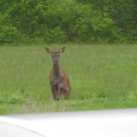 Le Nid Douillet Lägenhet *