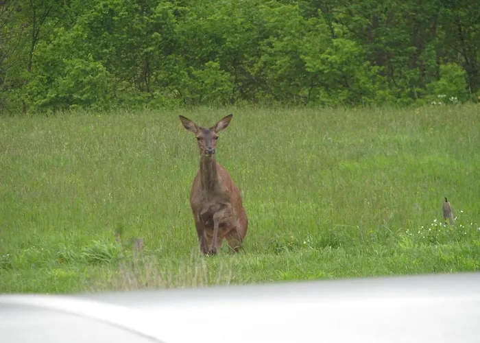 Le Nid Douillet Apartman *